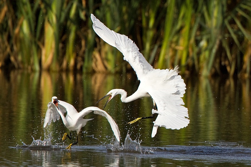 Dueling Egrets