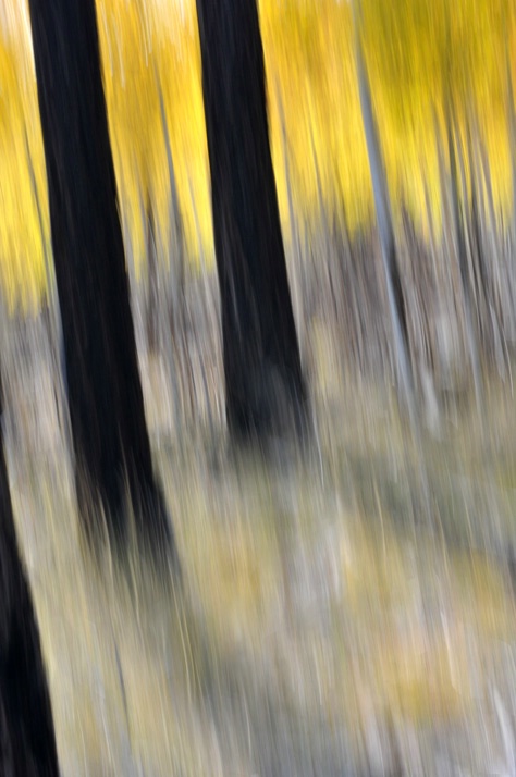 aspens & pines