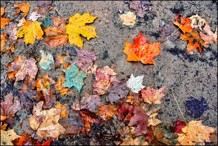 Fall Color Chaos