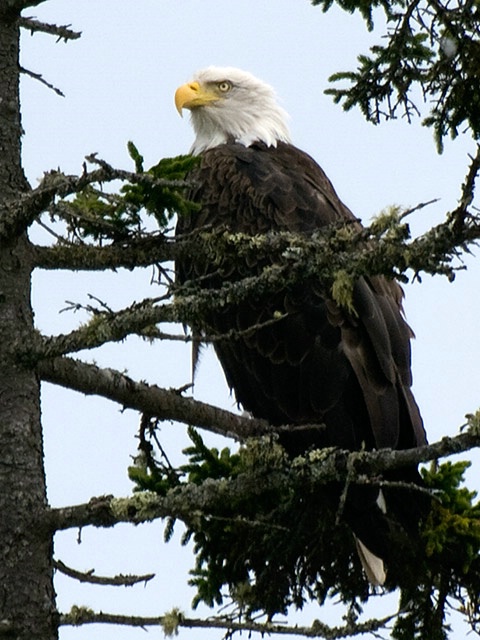 Maine Eagle
