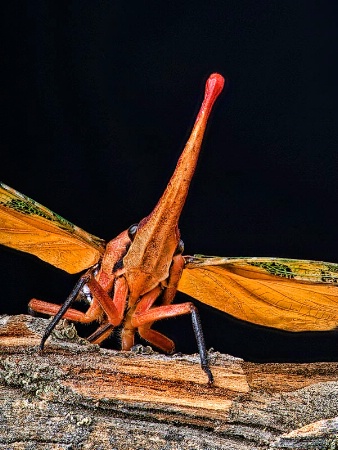 Lanternfly Portrait