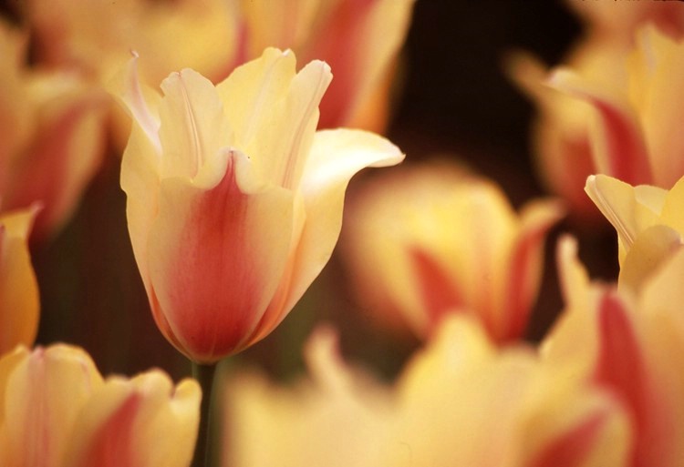Spring Tulip's