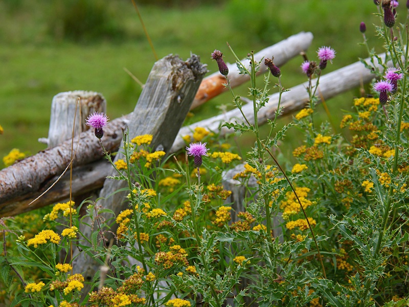 Wildflower Fence