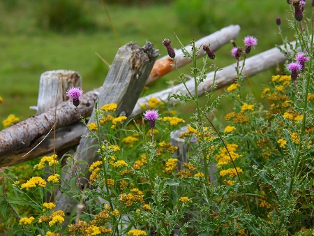 Wildflower Fence