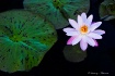 Water Lily I