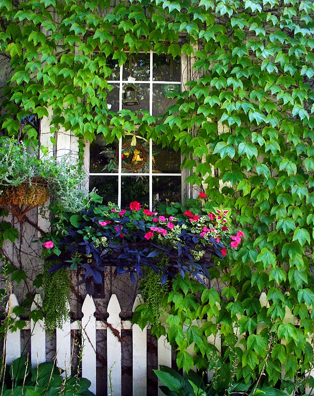 ivy wall