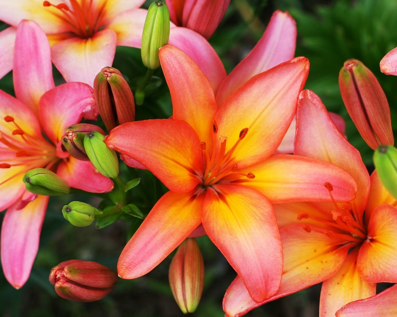 stargaze lilies