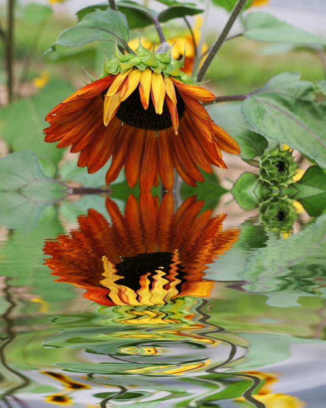 sunflower reflection