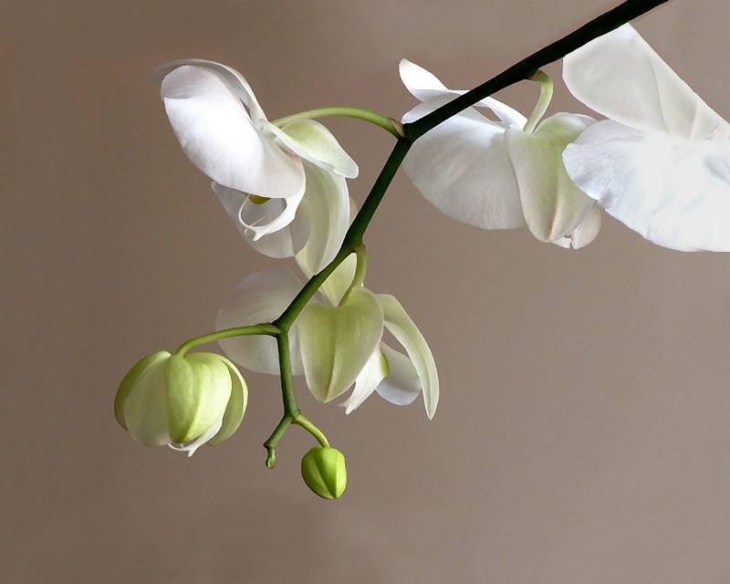 white orchid