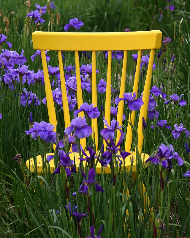 Yellow chair in iris field...
