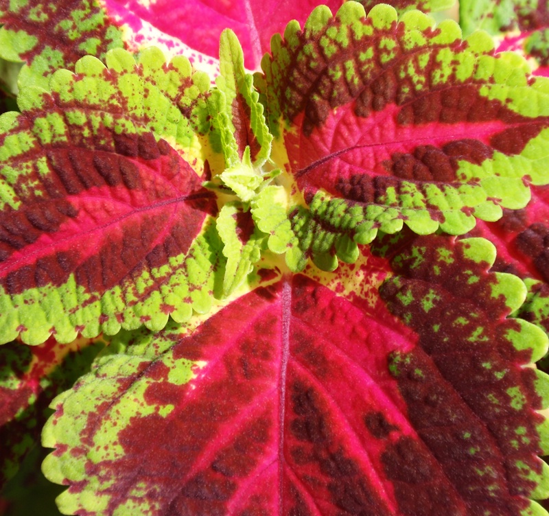 Reds and Greens of Coleus Leaves