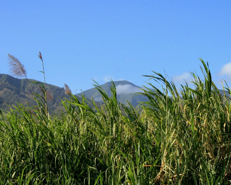 Maui Sugar Cane