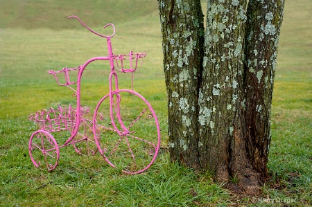 Bike and Trees