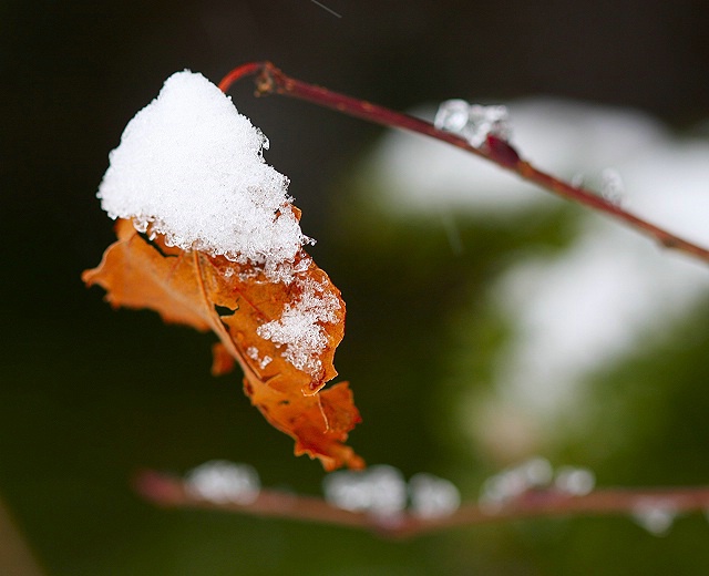 Last Leaf