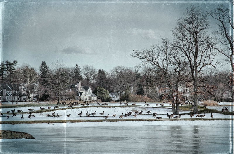 Geese Gathering