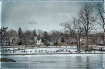 Geese Gathering