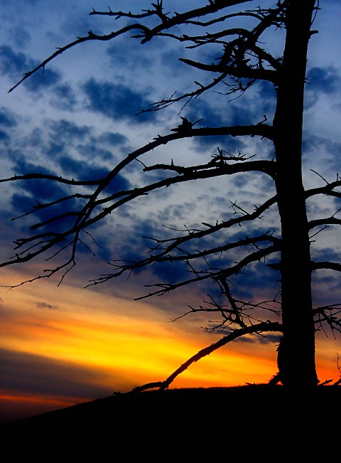 Tree at Sunset