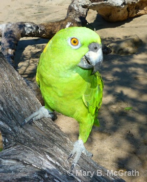 Costa Rica Parrot - ID: 9611975 © Mary B. McGrath