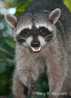 Raccoon face - ID: 9613208 © Mary B. McGrath