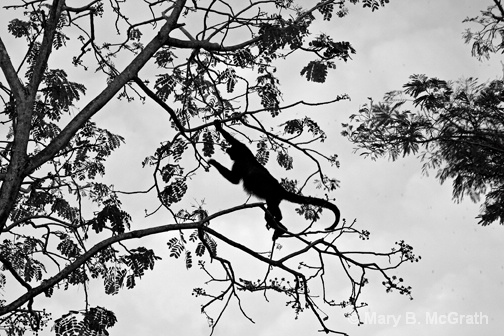 Howler monkey takes a leap - ID: 9613211 © Mary B. McGrath