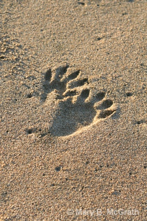 Raccoon tracks - ID: 9613212 © Mary B. McGrath