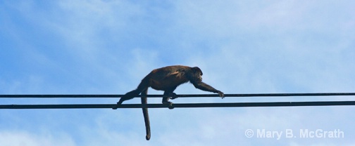 Howler Monkey on the power lines - ID: 9613213 © Mary B. McGrath