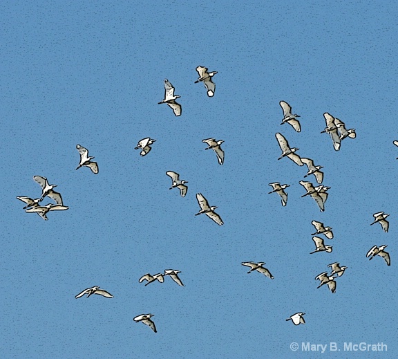Birds in flight - ID: 9613214 © Mary B. McGrath