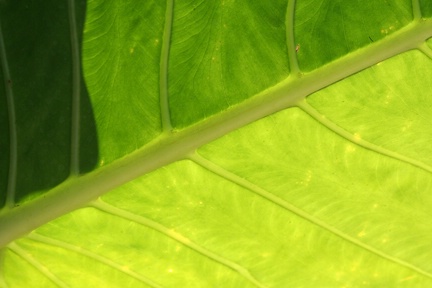 Morning leaf - ID: 9613337 © Mary B. McGrath