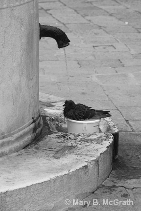 Pigeon in the Fountain - ID: 9613462 © Mary B. McGrath