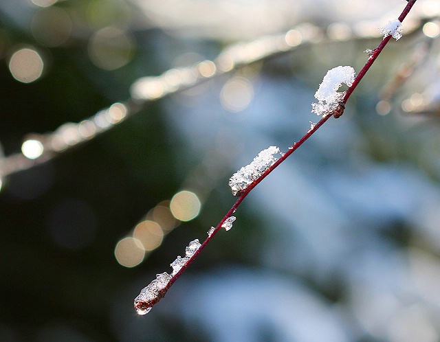 Winter Macro