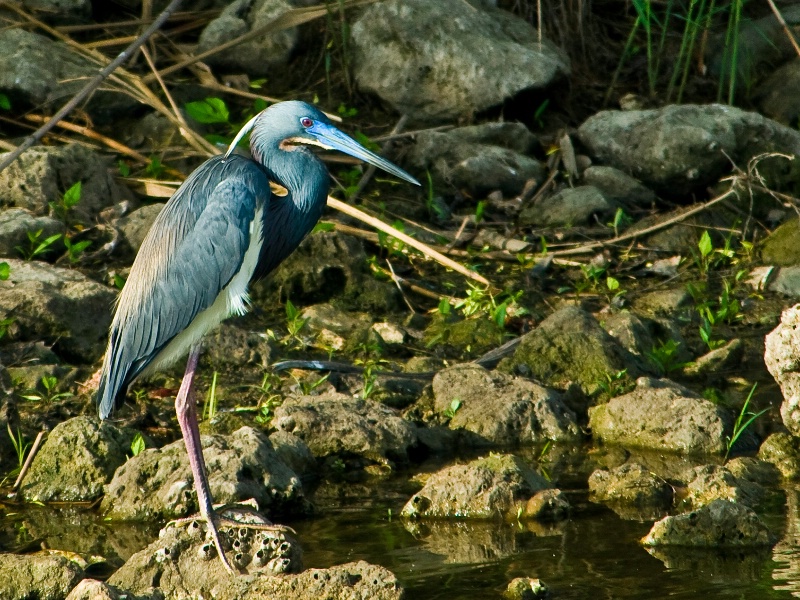 Blue Bill Tricolor