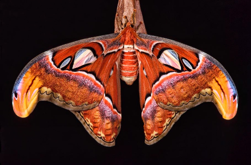 Atlas Moth