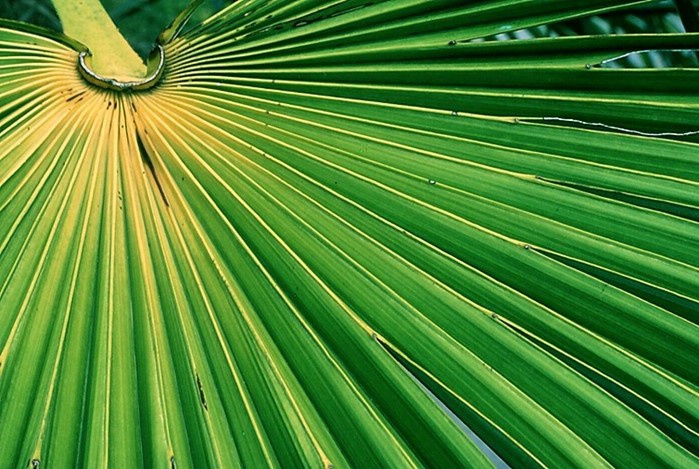 Large Leaf  Detail