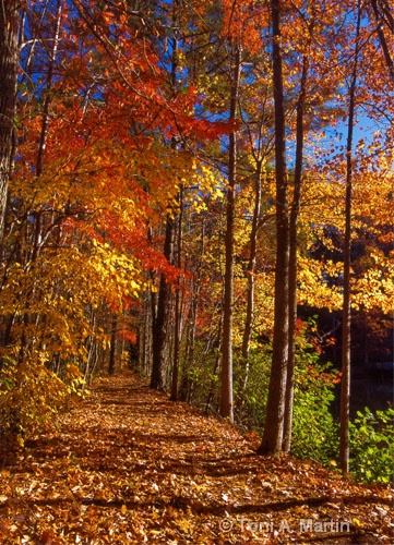 Autumn Path HDR 