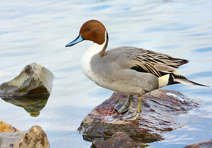 Northern Pintail