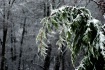 Winter's Burd...
