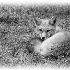 © Gerda Grice PhotoID # 9765123: Young Red Fox