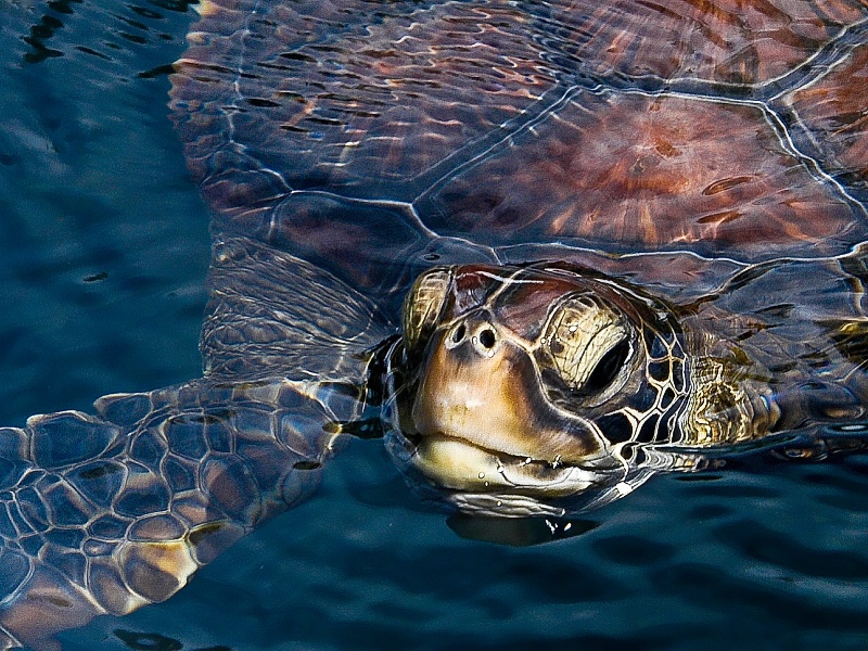 Sea Turtle