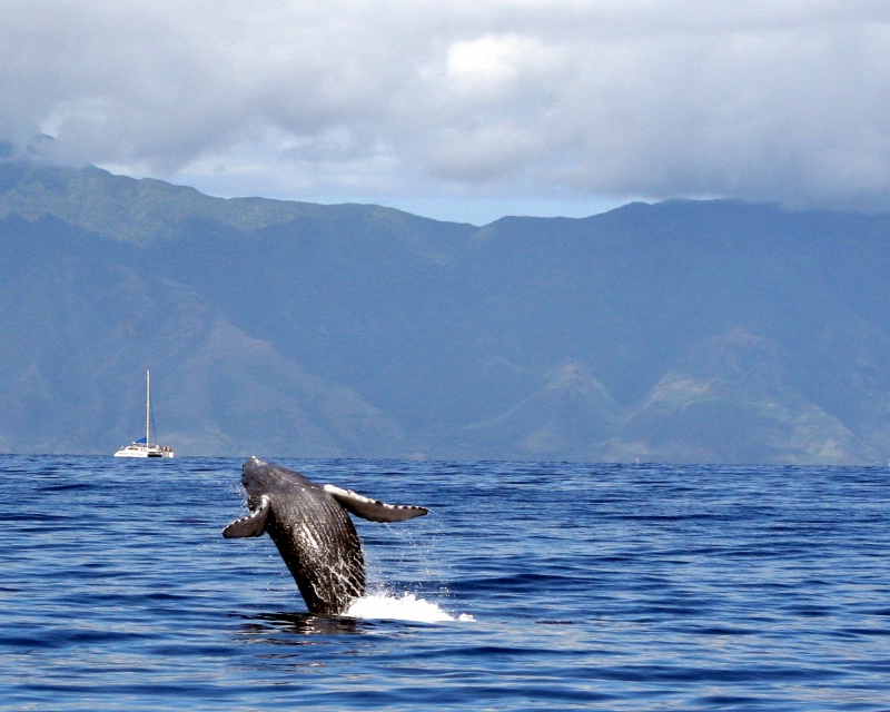 Baby Humpback Whale