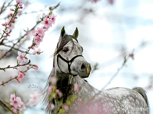 Spring in the Air - ID: 9837674 © Zita A. Strother
