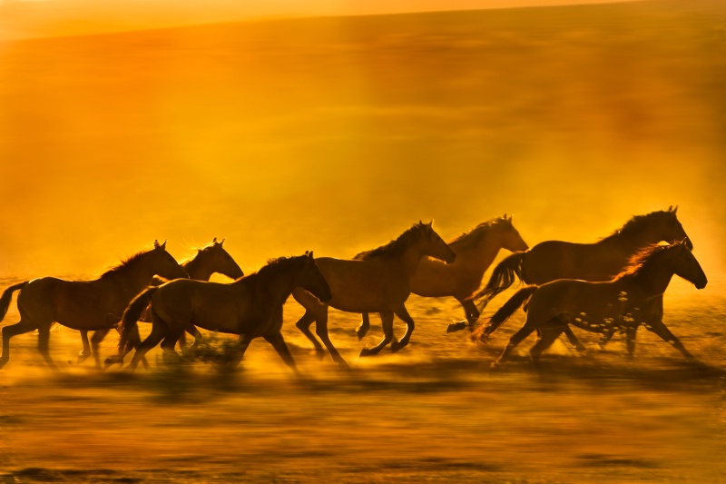 Wild mustang herd at sunset
