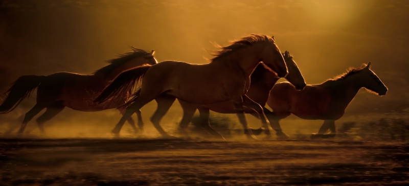 Mustangs Running Free at Sunset