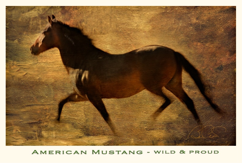 American Mustang - Wild and Proud
