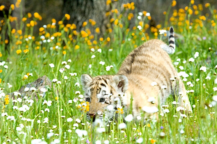 Pouncing into Spring - ID: 9935722 © Zita A. Strother