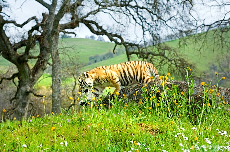 tiger1 - ID: 9935723 © Zita A. Strother