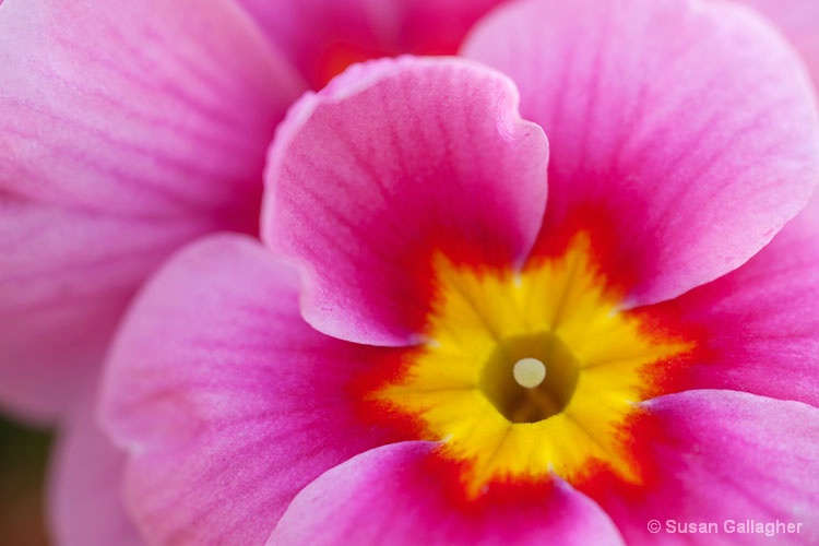 Pretty Primula - ID: 9940798 © Susan Gallagher