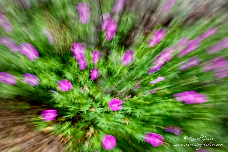 Geraniums on the Move - ID: 9969597 © Karol Grace
