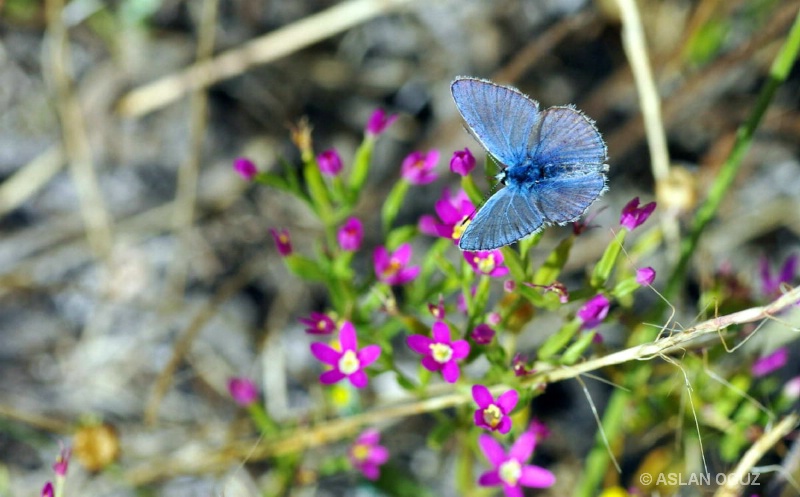 the blue butterfly (Lepidoptera)