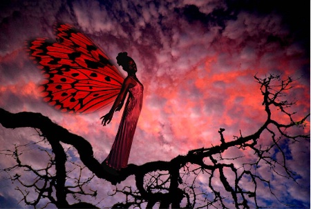 red winged fairy