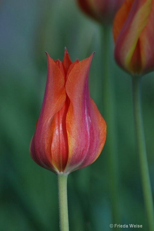 curvy tulip